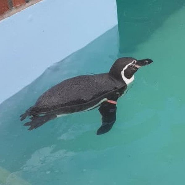 Humboldt/African Penguin Band