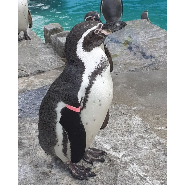 Humboldt/African Penguin Band