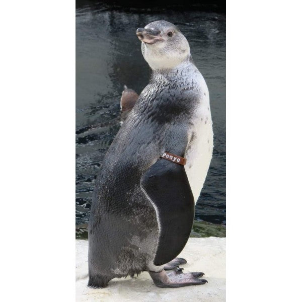 Humboldt/African Penguin Band