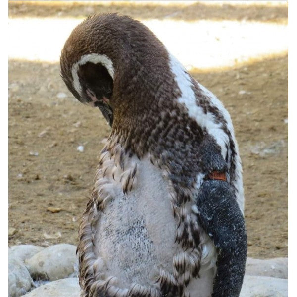 Humboldt/African Penguin Band