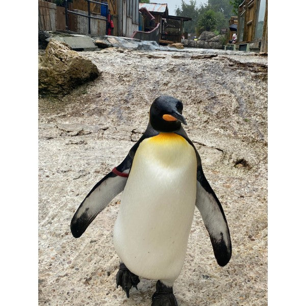 King Penguin Band