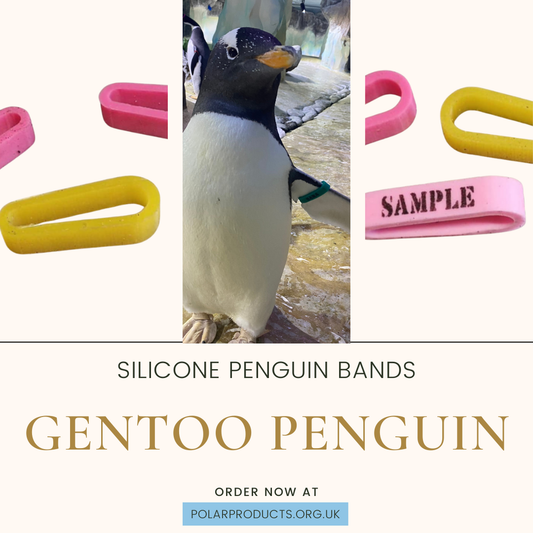 Gentoo Penguin Band