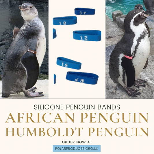 Humboldt/African Penguin Band