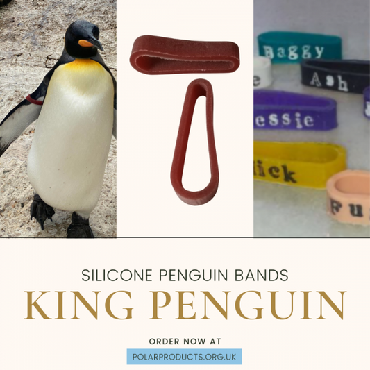 King Penguin Band